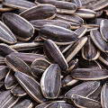 Semillas de girasol 601 baratas a la venta con semillas de girasol de alta calidad